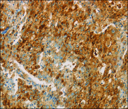 Anti-CEACAM8 antibody produced in rabbit affinity isolated antibody