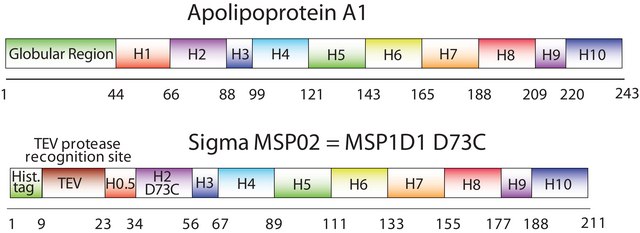 Membrane Scaffold Protein 1D1 D73C recombinant, expressed in E. coli, Cysteine substituted at position 73