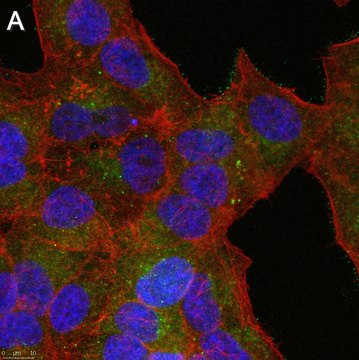 Anti-phospho-GSK3&#946; Ser9 Antibody, clone 6K18 ZooMAb&#174; Rabbit Monoclonal recombinant, expressed in HEK 293 cells