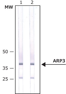 抗ARP3抗体，小鼠单克隆 小鼠抗 clone FMS338, purified from hybridoma cell culture