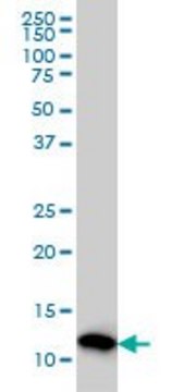 Monoclonal Anti-PFN2 antibody produced in mouse clone 5F11, purified immunoglobulin, buffered aqueous solution