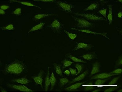 Anti-DEAF1 antibody produced in rabbit purified immunoglobulin, buffered aqueous solution