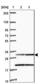 Anti-MRPL19 antibody produced in rabbit Prestige Antibodies® Powered by Atlas Antibodies, affinity isolated antibody, buffered aqueous glycerol solution