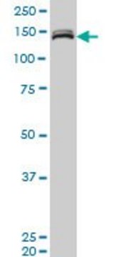 ANTI-MLLT10 antibody produced in mouse clone 6H7, purified immunoglobulin, buffered aqueous solution