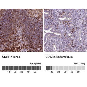 Anti-CD83 antibody produced in rabbit Prestige Antibodies&#174; Powered by Atlas Antibodies, affinity isolated antibody, buffered aqueous glycerol solution