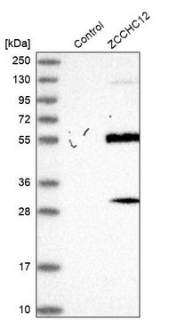 Anti-ZCCHC12 antibody produced in rabbit Prestige Antibodies&#174; Powered by Atlas Antibodies, affinity isolated antibody, buffered aqueous glycerol solution