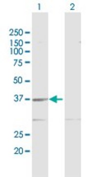 Anti-GMPR2 antibody produced in rabbit purified immunoglobulin, buffered aqueous solution