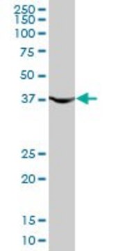 Monoclonal Anti-PGK1, (C-terminal) antibody produced in mouse clone 2H4, purified immunoglobulin, buffered aqueous solution