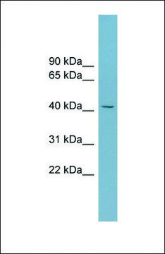 Anti-SLC30A8 antibody produced in rabbit affinity isolated antibody