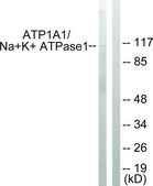Anti-ATP1 α antibody produced in rabbit affinity isolated antibody