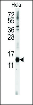 Anti-CDA (C-term) antibody produced in rabbit saturated ammonium sulfate (SAS) precipitated, buffered aqueous solution