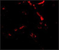 Anti-Syntaphilin (ab1) antibody produced in rabbit affinity isolated antibody, buffered aqueous solution