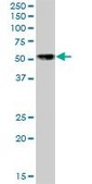 Anti-NFIB antibody produced in mouse purified immunoglobulin, buffered aqueous solution