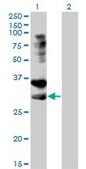 Monoclonal Anti-TNFRSF14 antibody produced in mouse clone 2G6-2C7, purified immunoglobulin, buffered aqueous solution