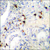 Anti-phospho-Akt1 S1 (pThr246) antibody produced in rabbit affinity isolated antibody