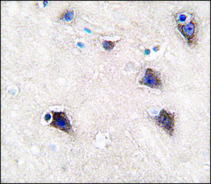 Anti-CYP2R1 (C-term) antibody produced in rabbit saturated ammonium sulfate (SAS) precipitated, buffered aqueous solution