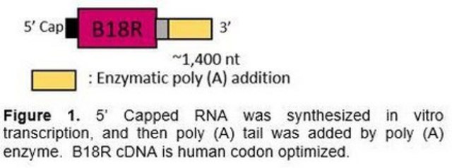 B18R RNA (human codon optimized) Required for high expression of Simplicon&#174; RNA at transfection and available for production of B18R-CM (conditioned medium).