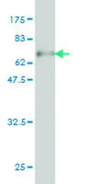 ANTI-SERPINA6 antibody produced in mouse clone 3B12, purified immunoglobulin, buffered aqueous solution