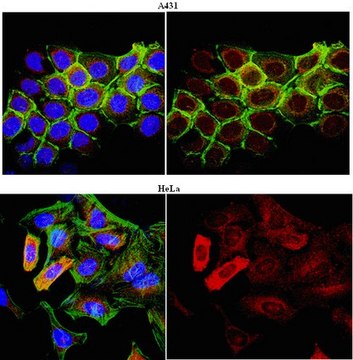 Anti-STAT3 Antibody, clone 18F7.1 clone 18F7.1, from mouse