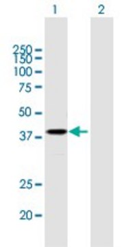 Anti-PSG2 antibody produced in mouse purified immunoglobulin, buffered aqueous solution