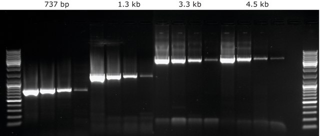 KAPA LongRange HotStart PCR Kit