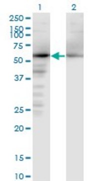 Monoclonal Anti-NAE1 antibody produced in mouse clone 2E9-D12, purified immunoglobulin, buffered aqueous solution