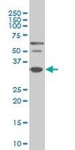 Monoclonal Anti-PAX9 antibody produced in mouse clone 4B9, purified immunoglobulin, buffered aqueous solution