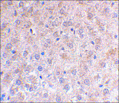 Anti-p53DINP1 antibody produced in rabbit affinity isolated antibody, buffered aqueous solution