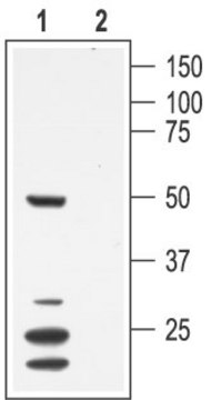 Anti-Potassium Channel Kv1.7 兔抗 affinity isolated antibody, lyophilized powder