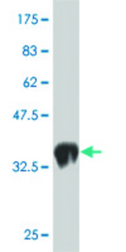 Monoclonal Anti-LMO1, (N-terminal) antibody produced in mouse clone 1A9, purified immunoglobulin, buffered aqueous solution