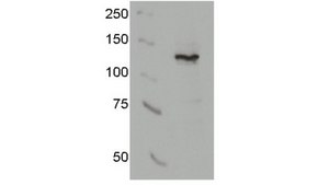 Anti-AsCpf1 Antibody, clone 3D3-F7 clone 3D3-F7, from mouse