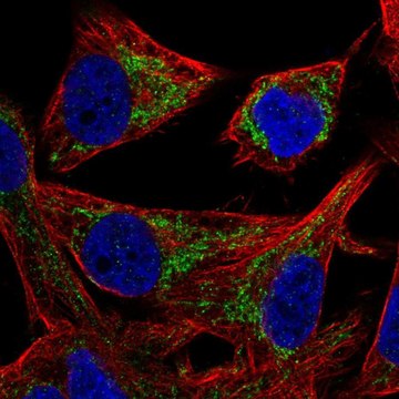 Anti-PMPCB antibody produced in rabbit Prestige Antibodies&#174; Powered by Atlas Antibodies, affinity isolated antibody