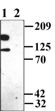 Anti-Potassium Channel Kv2.1 Antibody Chemicon&#174;, from rabbit