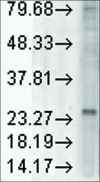 Monoclonal Anti-KDELR1 antibody produced in mouse clone KR10, 1&#160;mg/mL, purified immunoglobulin