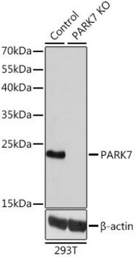 Anti-PARK7 antibody produced in rabbit