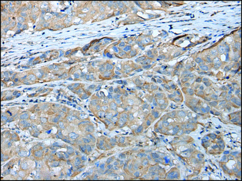 Anti-GPC5 affinity isolated antibody