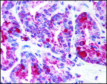 Anti-WNT5B antibody produced in rabbit affinity isolated antibody, buffered aqueous solution