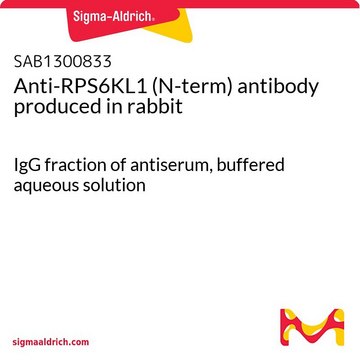 Anti-RPS6KL1 (N-term) antibody produced in rabbit IgG fraction of antiserum, buffered aqueous solution