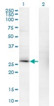 Monoclonal Anti-CSEN antibody produced in mouse clone 2B3-A1, ascites fluid