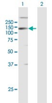 Anti-LLGL2 antibody produced in mouse purified immunoglobulin, buffered aqueous solution