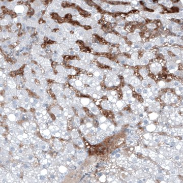 Monoclonal Anti-AFP antibody produced in mouse Prestige Antibodies&#174; Powered by Atlas Antibodies, clone CL9766, purified immunoglobulin, buffered aqueous glycerol solution