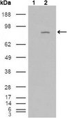 Anti-FGFR4 Antibody, clone 4H2B10B2 ascites fluid, clone 4H2B10B2, from mouse