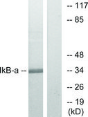 Anti-IκB-α antibody produced in rabbit affinity isolated antibody