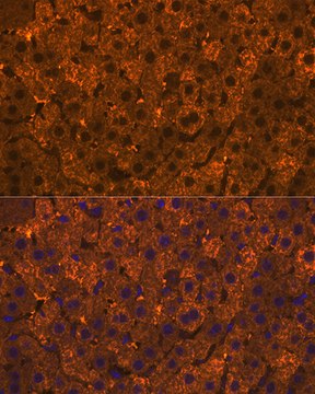 Anti-SULT2A1 Antibody, clone 4A3H6, Rabbit Monoclonal