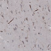 Monoclonal Anti-VSIR antibody produced in mouse Prestige Antibodies® Powered by Atlas Antibodies, clone CL3981, purified immunoglobulin