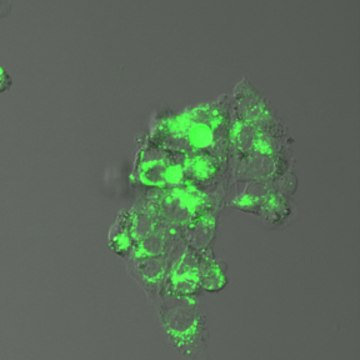 BioTracker&#8482; EP-HMRG Green Protease Live Cell Probe