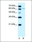 Anti-SLC15A4 antibody produced in rabbit affinity isolated antibody