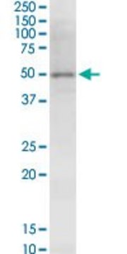 Monoclonal Anti-NSDHL antibody produced in mouse clone 6E3, purified immunoglobulin, buffered aqueous solution