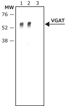 Anti-Vesicular GABA Transporter antibody produced in rabbit affinity isolated antibody, buffered aqueous solution