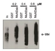 MultiDsk-Ubiquitin-binding protein reagent This MultiDsk-Ubiquitin-binding protein reagent is validated for use in Affinity Precipitation Assays for the pull-down of mono- and poly-ubiquitinated proteins.